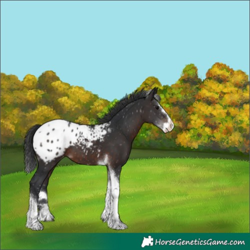 Horse Color:Brown Splash Tobiano Appaloosa 