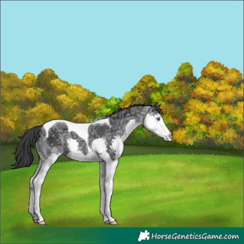 Horse Color:Black Ice Splash Tobiano 