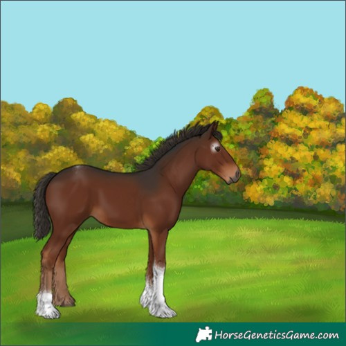 Horse Color:Gray Liver Chestnut Tobiano 