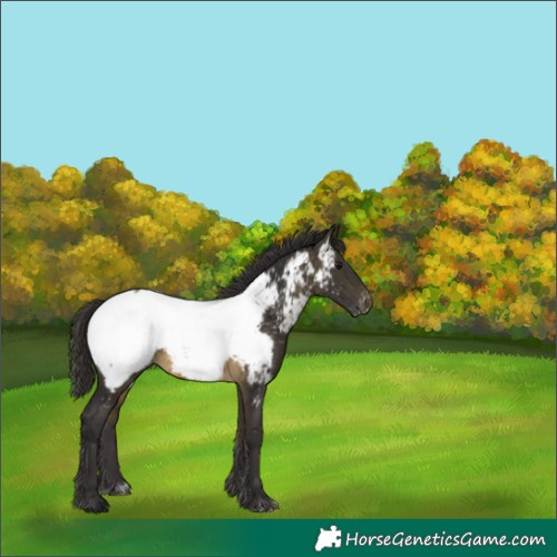 Horse Color:Buckskin Near Fewspot 