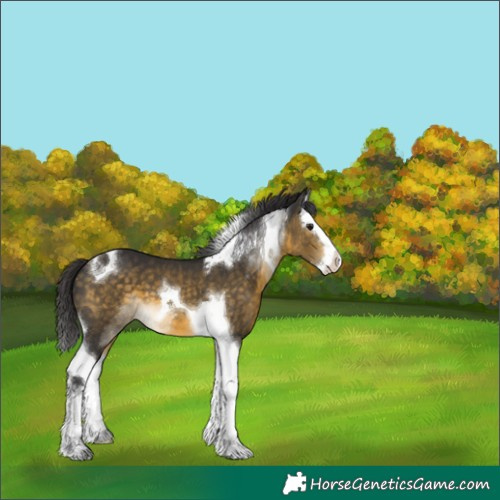 Horse Color:Buckskin Splash Tobiano 