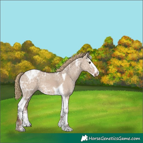 Horse Color:Liver Red Dun Ice Splash Tobiano 