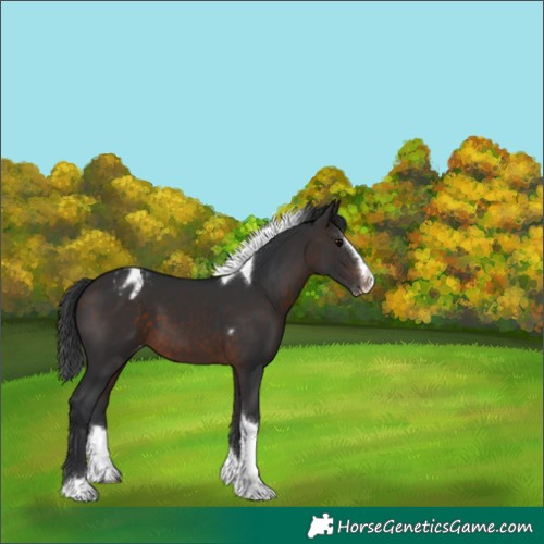 Horse Color:Brown Splash Tobiano Varnish 