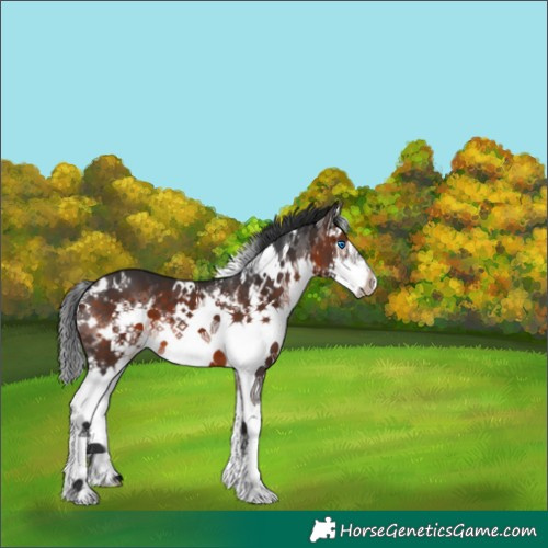 Horse Color:White Spotted Brown Splash 