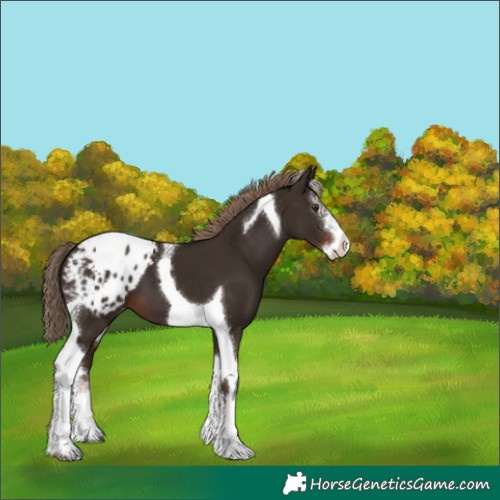 Horse Color:Liver Chestnut Splash Tobiano Appaloosa 