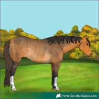Horse Color:Buckskin Rabicano