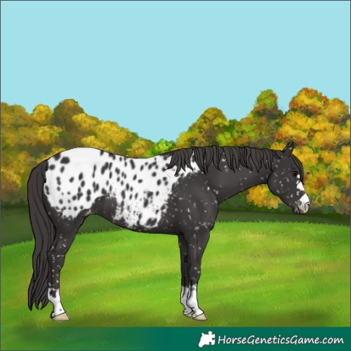 Horse Color:Smoky Black Blanket