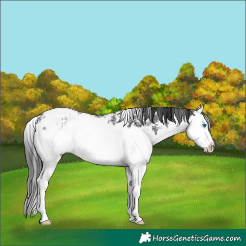 Horse Color:Black Sabino Splash Blanket