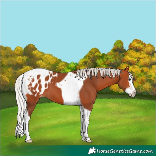 Horse Color:Silver Bay Splash Tobiano Blanket 