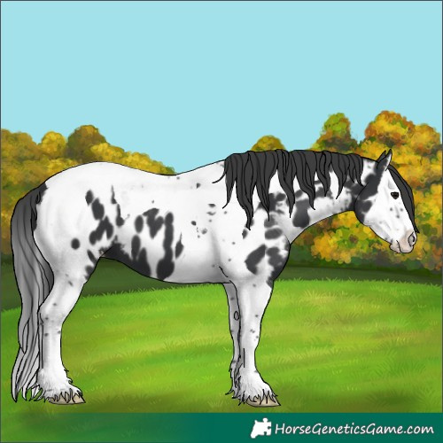 Horse Color:Black Splash Tobiano Near Leopard