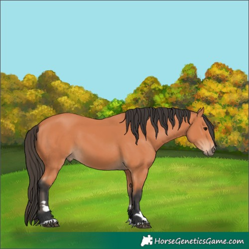 Horse Color:Bay 