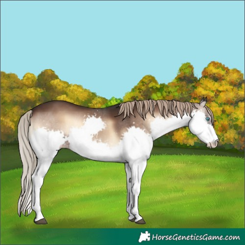 Horse Color:Liver Red Onyx Splash Rabicano