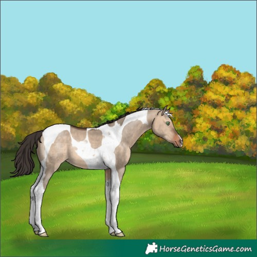Horse Color:Bay Dun Tobiano 