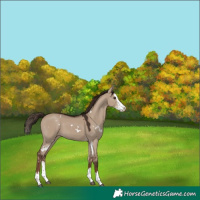 Horse Color:White Spotted Liver Red Dun Sabino Splash
