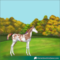 Horse Color:Painted Chestnut Sabino Splash Appaloosa