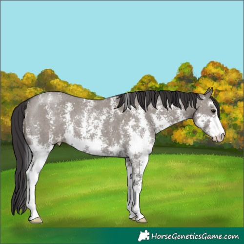 Horse Color:Smoky Grullo Sabino
