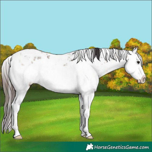 Horse Color:White Spotted Buckskin Sabino Splash