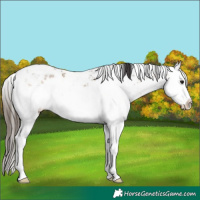 Horse Color:White Spotted Buckskin Sabino Splash 
