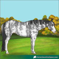 Horse Color:Black Sabino Rabicano 