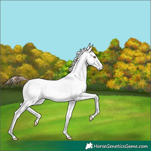 Horse Color:Black Pearl Sabino 