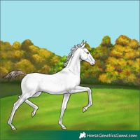 Horse Color:Black Pearl Sabino 