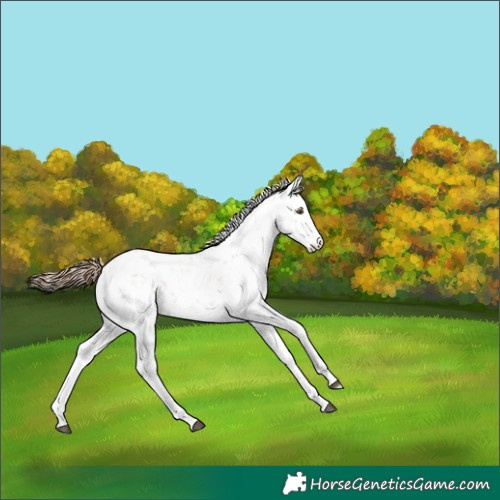 Horse Color:Black Pearl Sabino 