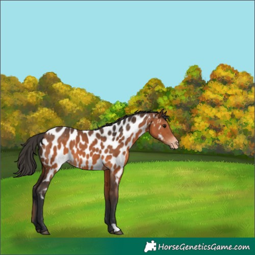 Horse Color:Bay Appaloosa 