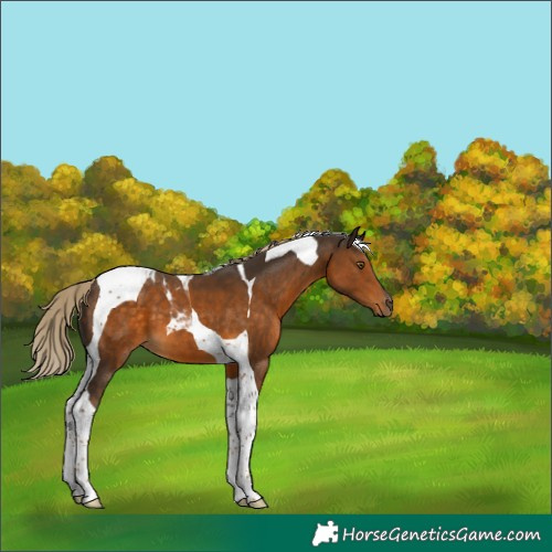 Horse Color:Chocolate Palomino Tobiano 