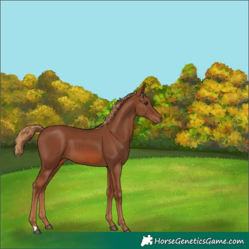 Horse Color:Chestnut 