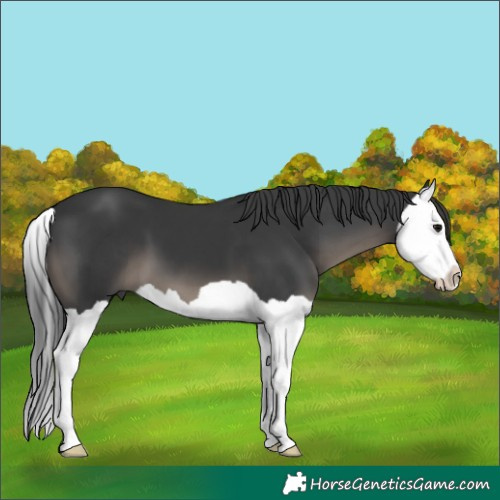 Horse Color:Black Splash 