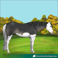 Horse Color:Black Splash