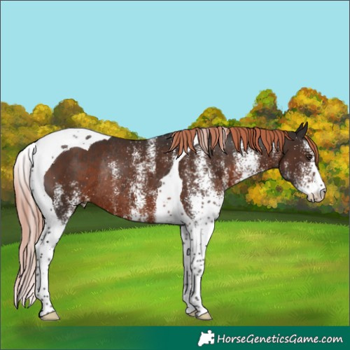 Horse Color:White Spotted Liver Chestnut Tobiano Rabicano 
