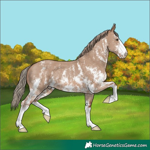 Horse Color:Red Dun Sabino