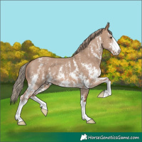 Horse Color:Red Dun Sabino 
