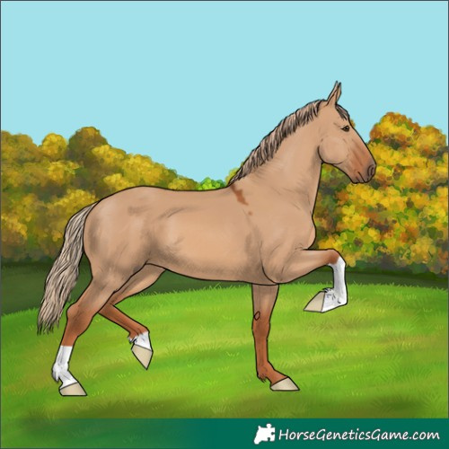 Horse Color:Red Dun