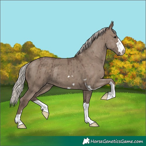 Horse Color:Silver Grullo Brindle 