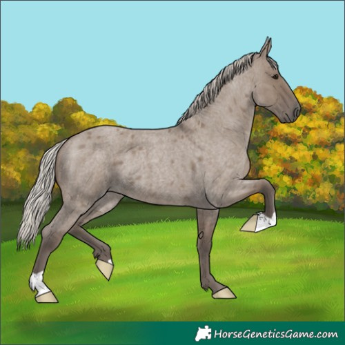 Horse Color:Silver Grullo Roan 