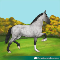 Horse Color:Platinum Grullo Roan 