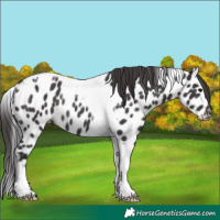 Horse Color:Smoky Black Tobiano Appaloosa Rabicano 