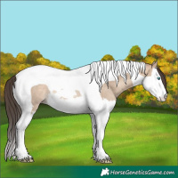 Horse Color:Sable Champagne Dun Splash Tobiano Rabicano 