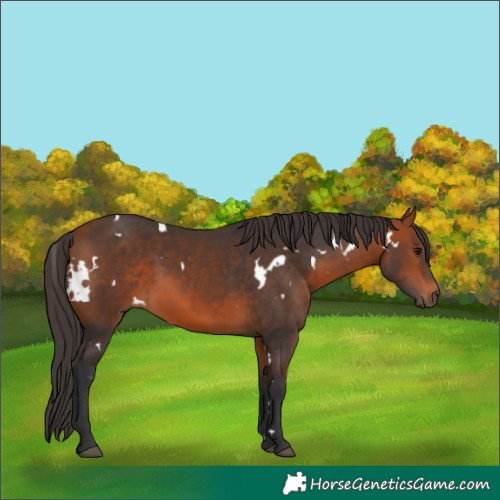 Horse Color:White Spotted Bay Rabicano 