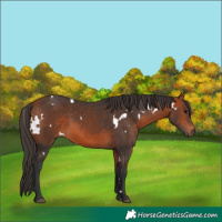 Horse Color:White Spotted Bay Rabicano 