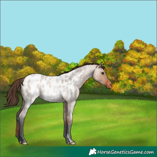 Horse Color:Bay Roan Dun Appaloosa Rabicano 