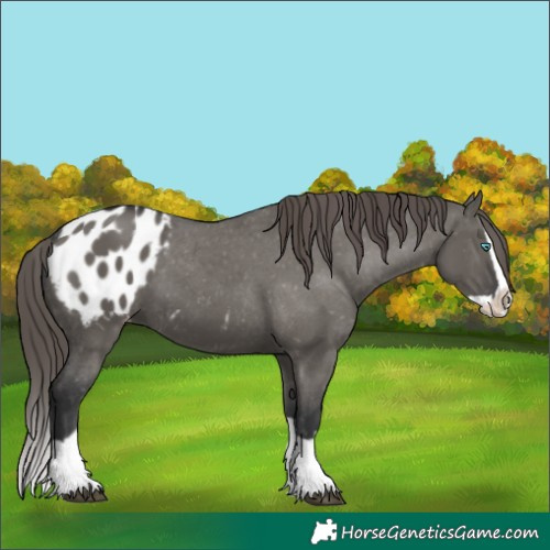 Horse Color:Grullo Splash Appaloosa 