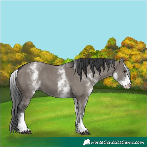 Horse Color:White Spotted Grullo 