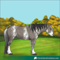 Horse Color:White Spotted Grullo 