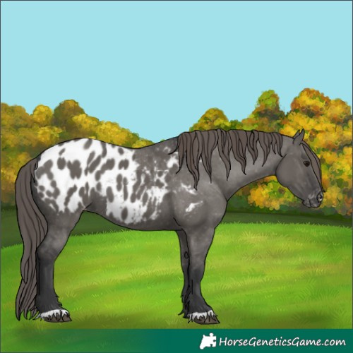 Horse Color:Grullo Appaloosa 