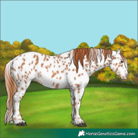 Horse Color:Chestnut Appaloosa