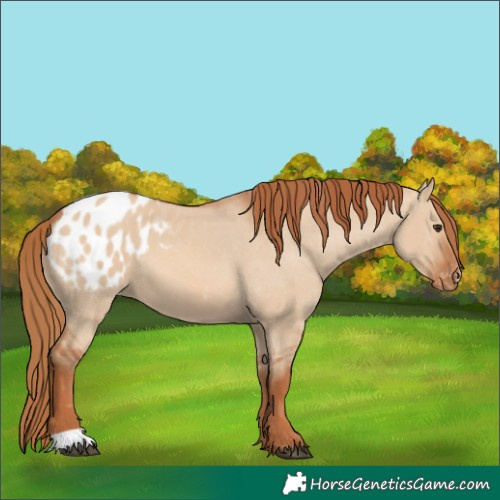 Horse Color:Red Dun Appaloosa 