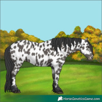 Horse Color:Black Near Leopard 